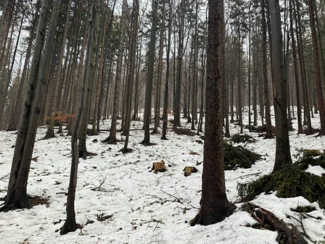 Cantoryje-15.02.2020-11